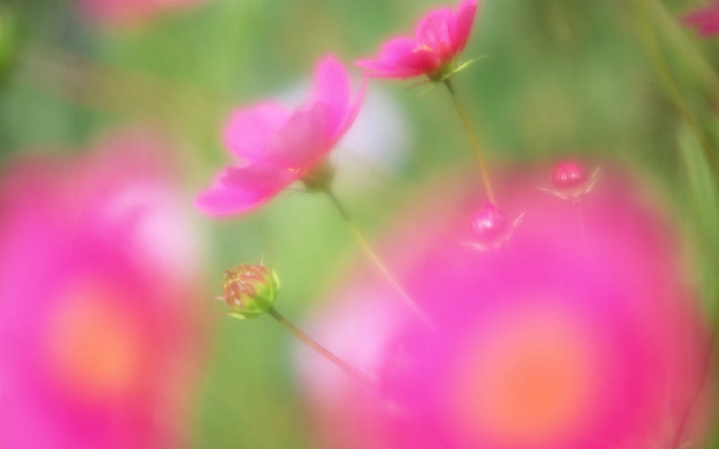 Soft Focus graphy - Romantic Flowers dim 25, HD wallpaper