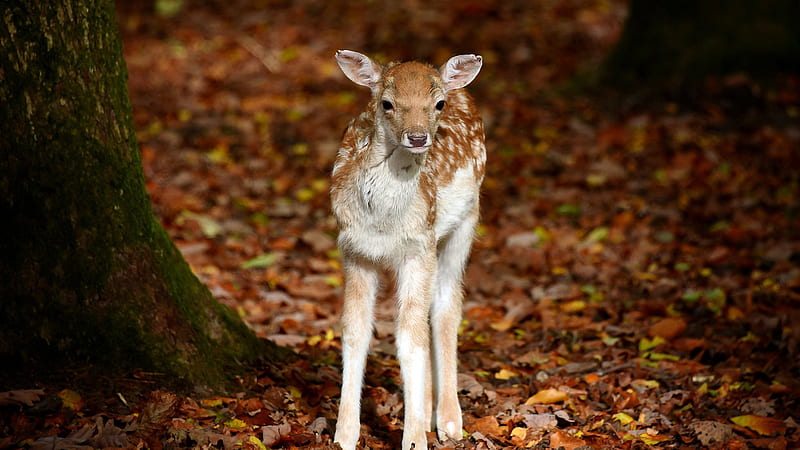 Baby Deer Is Standing Near A Tree Animals, HD wallpaper
