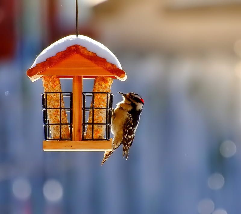 Winter Bird House, awesome, love, HD wallpaper