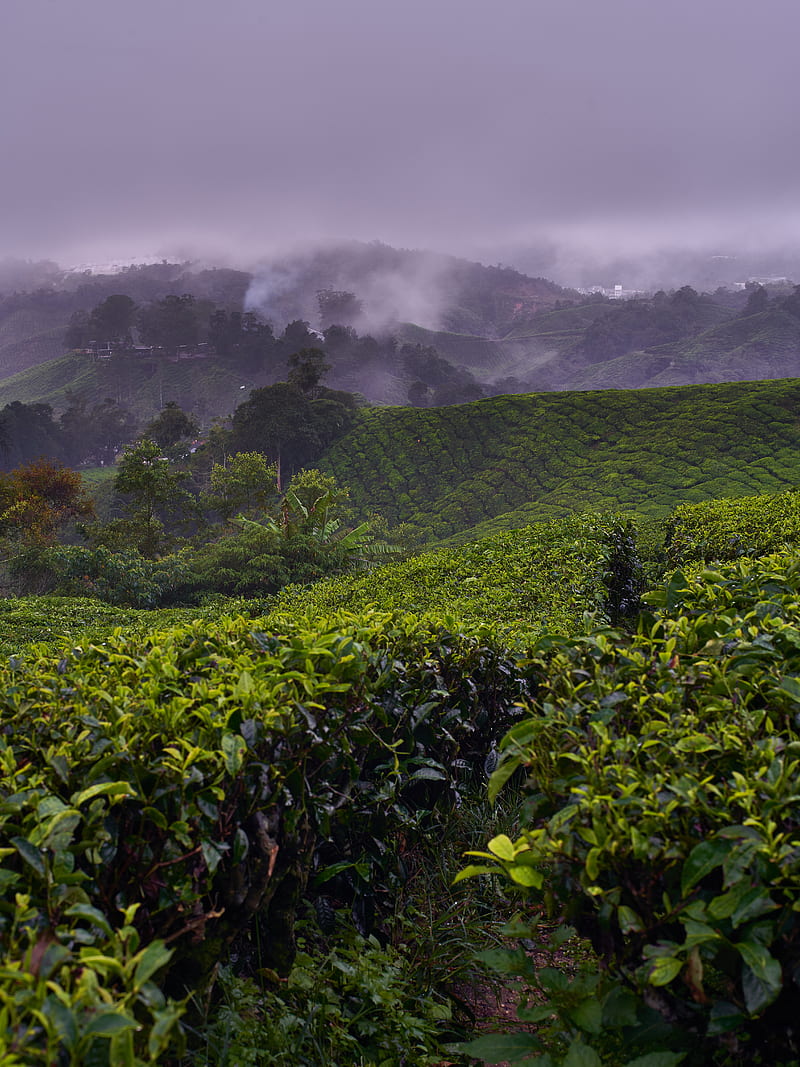 plantation, hills, fog, bushes, HD phone wallpaper