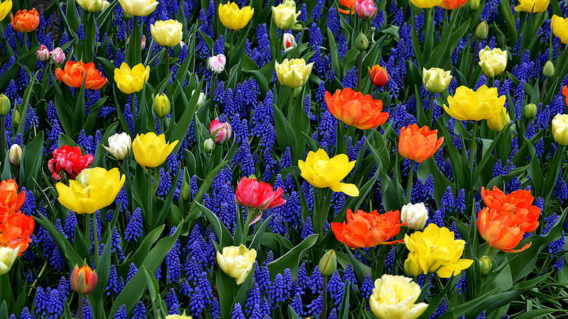 Blue Hyacinth Orange Tulip Yellow Flowers Flowers, HD wallpaper
