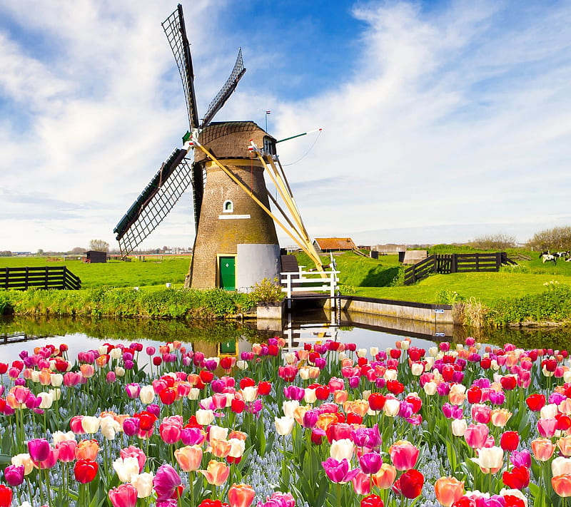 wind mill, field, flowers, mill, natural, nature, new, nice, wind, HD wallpaper