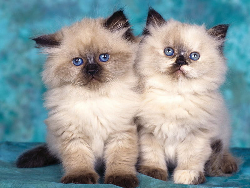 Two Cute Himalayan Kittens, himalayan, kitten, cats, HD wallpaper