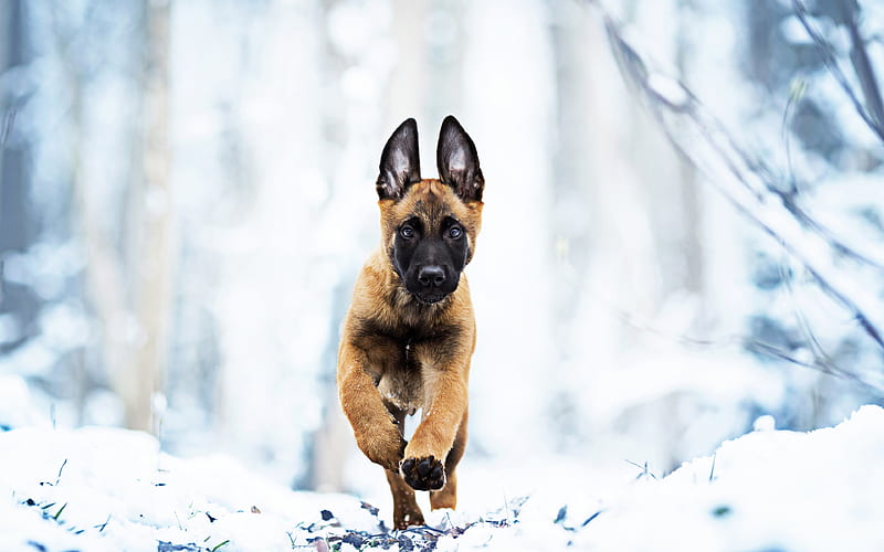Belgian Malinois, winter, running dog, puppy, cute animals, pets, bokeh, dogs, Belgian Malinois Dog, HD wallpaper
