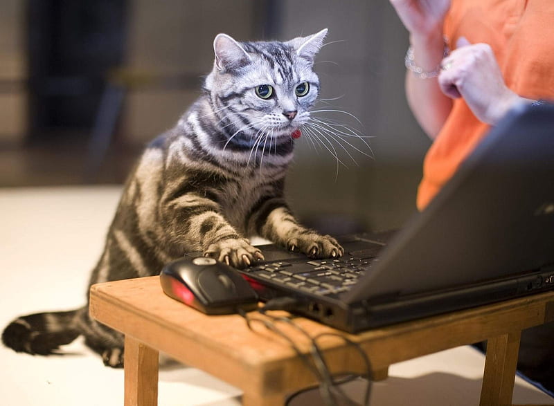 Cat, animal, cat using laptop, laptop, technology, HD wallpaper
