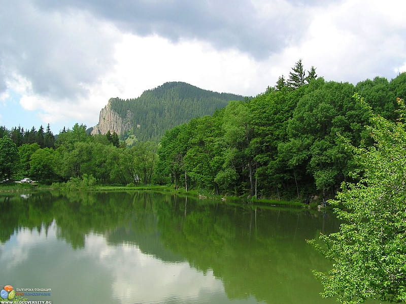 Green River evergreen, Bulgaria, trees, mountain, graphy, green, nature, river, reflection, HD wallpaper