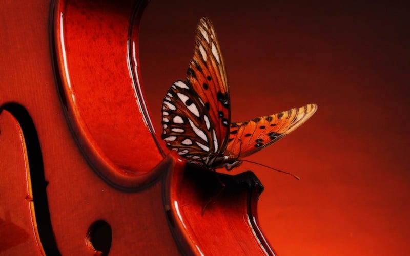 Violin Visitor, instrument, wings, insect, colors, Butterfly, HD wallpaper