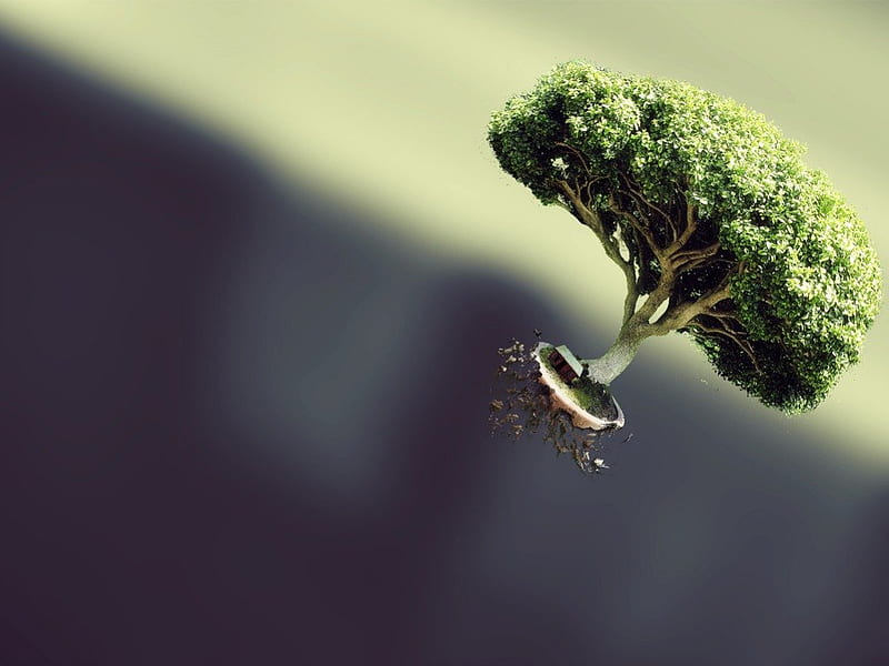 Situations/weightless tree/, tree, floating and weightless, plant, wood, HD wallpaper