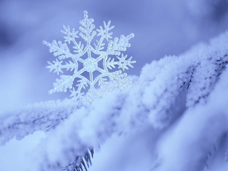 Natures art, pattern, crystals, snow, flake, winter, cold, HD wallpaper