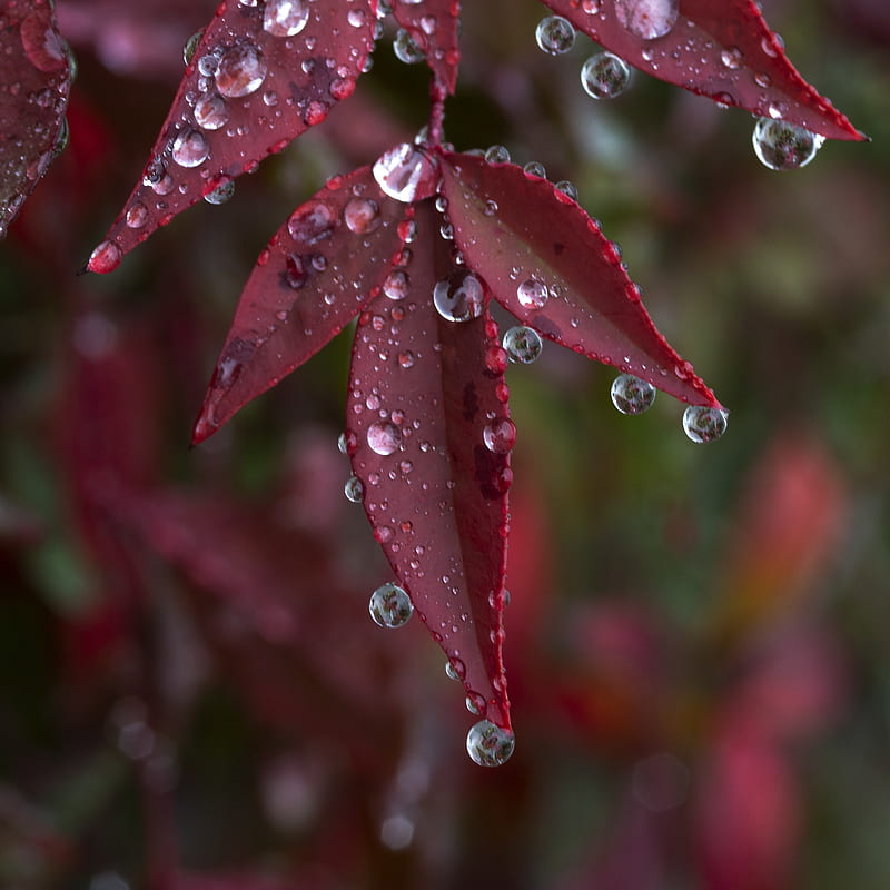 leaves, drops, wet, macro, red, HD phone wallpaper