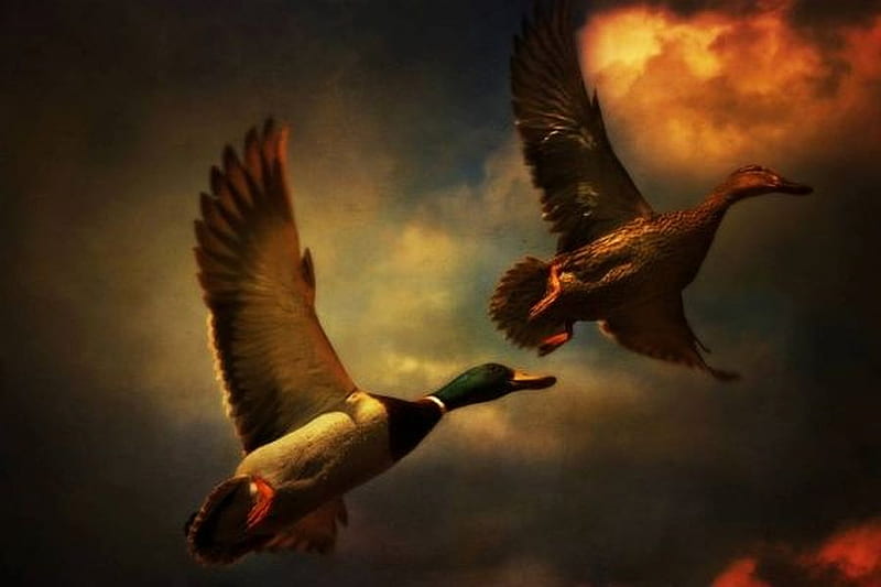 Flying Ducks, ducks, cool, flying, HD wallpaper