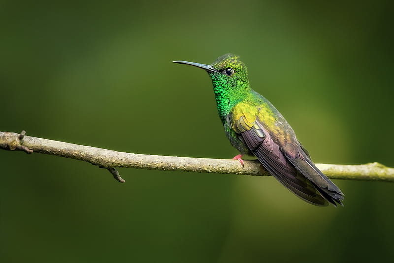 Hummingbird, bird, colibri, green, cute, pasari, HD wallpaper