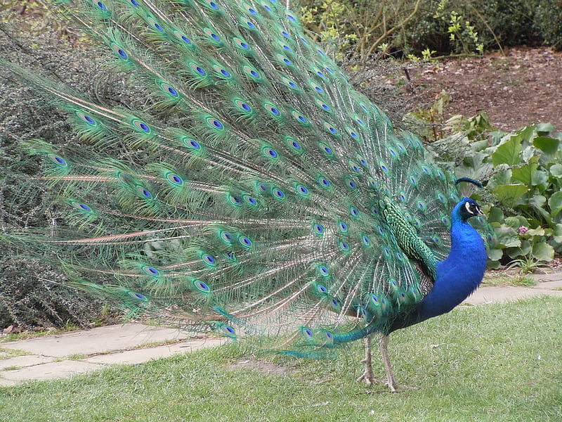 for my friend CroZg, peacock, bonito, plumage, bird, HD wallpaper
