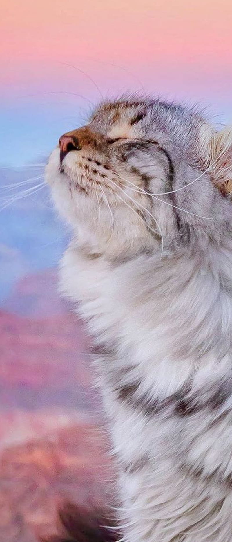 Lindo gato, alisha, gato, Fondo de pantalla de teléfono HD | Peakpx