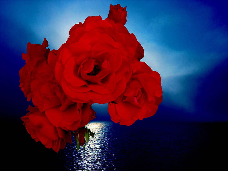 Roses across the sea, red, floating, roses, sea, blue, light, HD