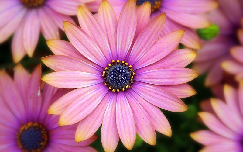 Flower, , Daisy, African Daisy, Pink Flower, HD wallpaper | Peakpx