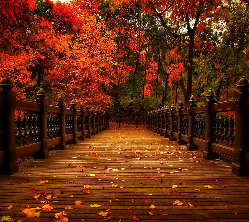 Autumn Nature Park, looks, nice, HD wallpaper | Peakpx