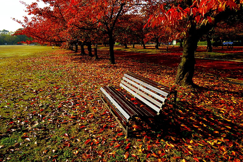 AUTUMN PARK, autumn, leaves, bench, park, naturte, HD wallpaper