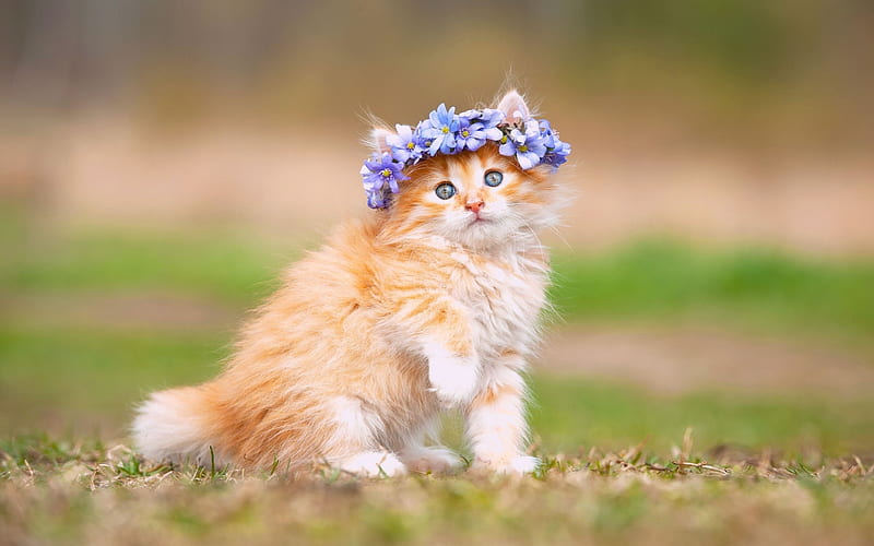 little ginger kitten, cute funny animals, fluffy kitten, little cats, spring, green grass, flower wreath, purple flowers, HD wallpaper