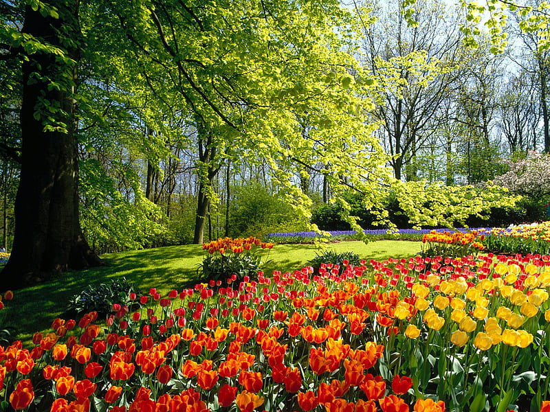 Keukenhof Gardens, graden, flowers, nature, colours, HD wallpaper