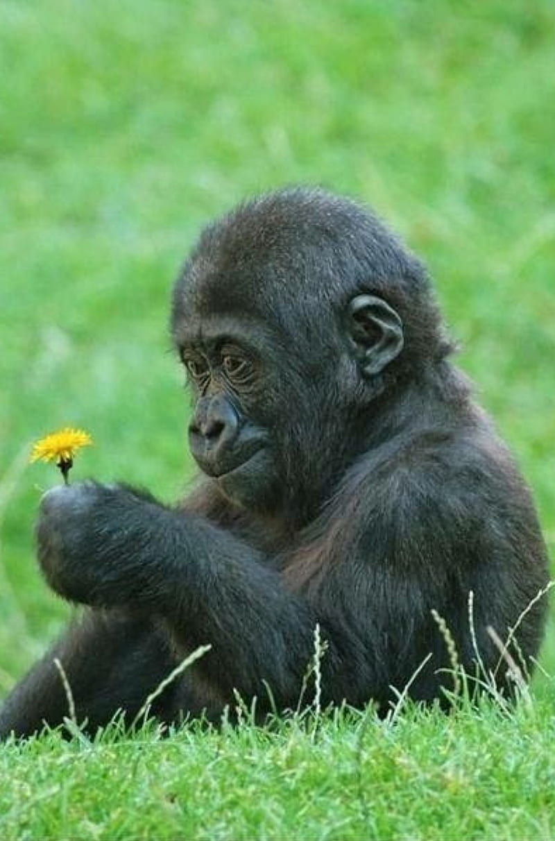 Look flower, gorilla, HD phone wallpaper | Peakpx