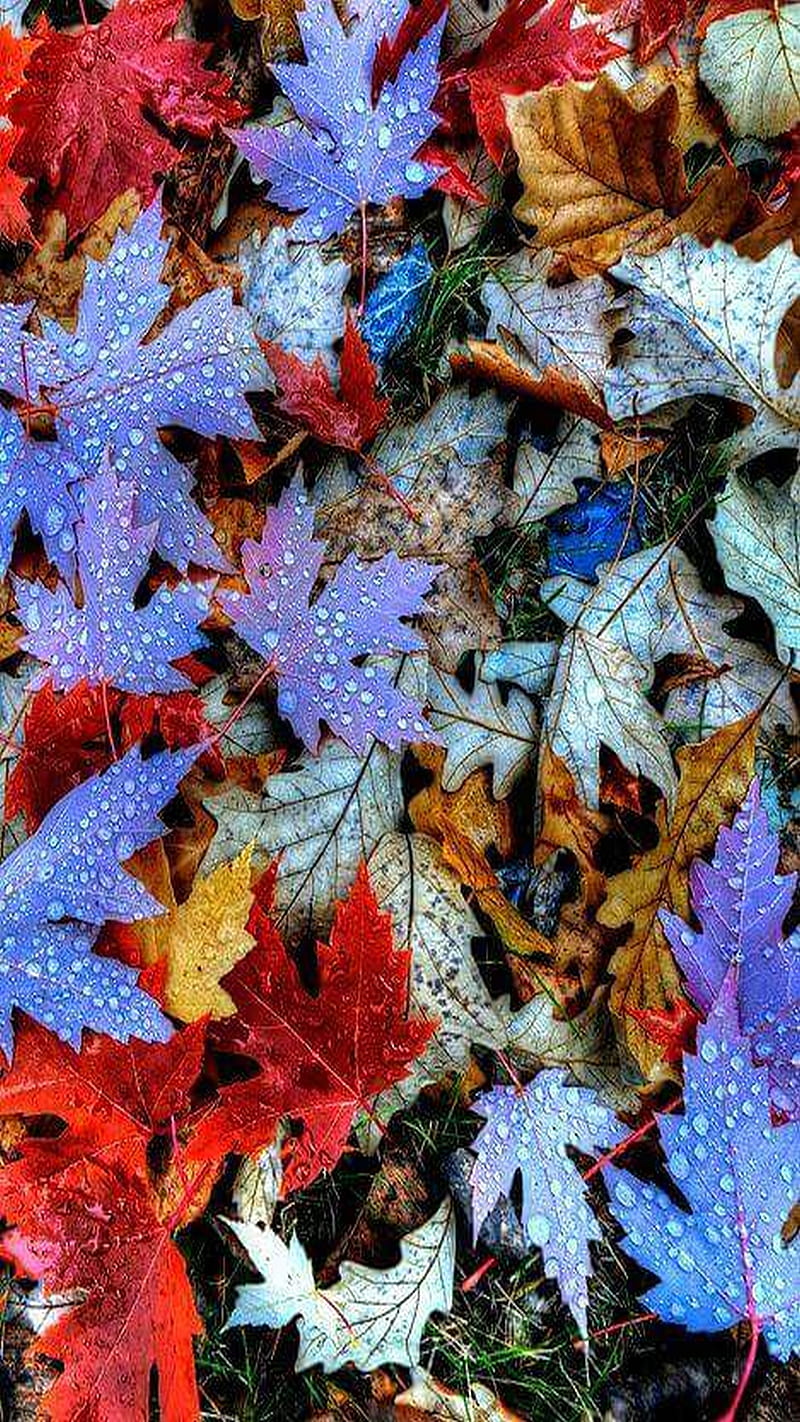 Leave of the Call, blue, brown, fall, green, leaves, peaceful, red, white, HD phone wallpaper