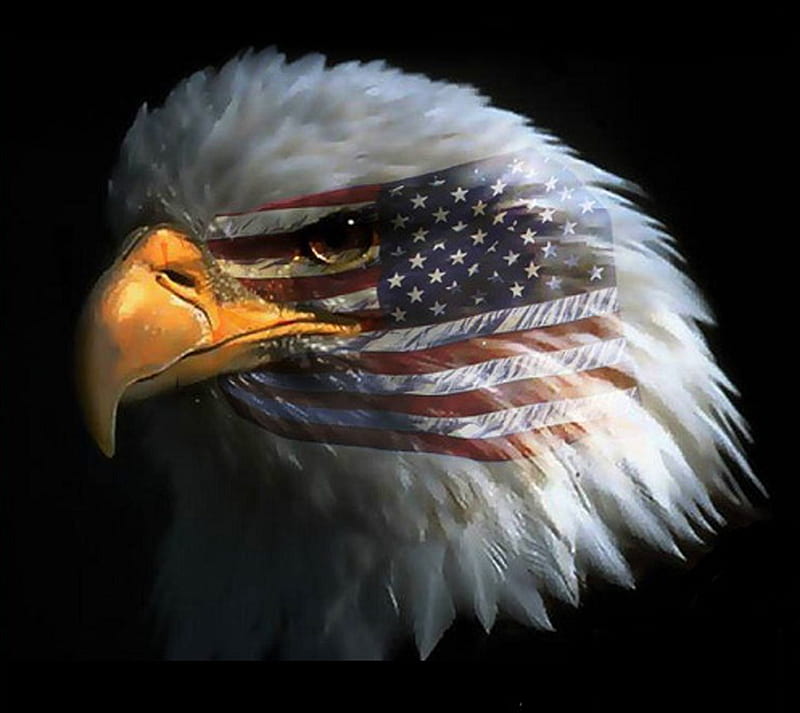 American Eagle, blue, flag, patriot, red, usa, white, memorial, HD wallpaper