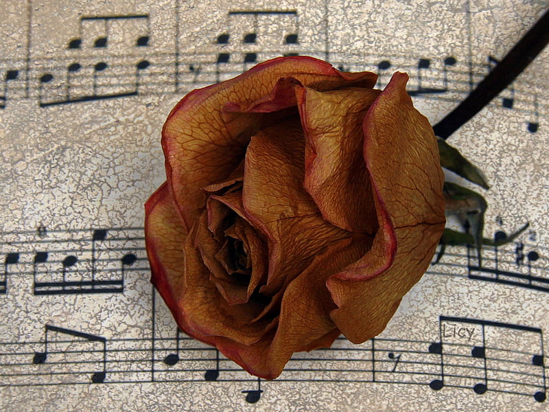 Red rose on a score, red, rose, music, note, score, pentagram, HD wallpaper