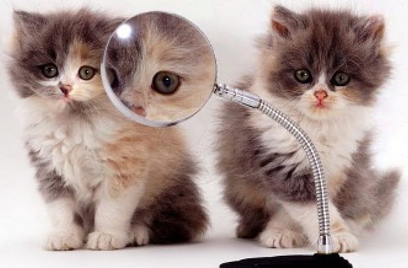 Kittens and magnifying glass, kittens, magnifying glass, cats, animals, HD wallpaper