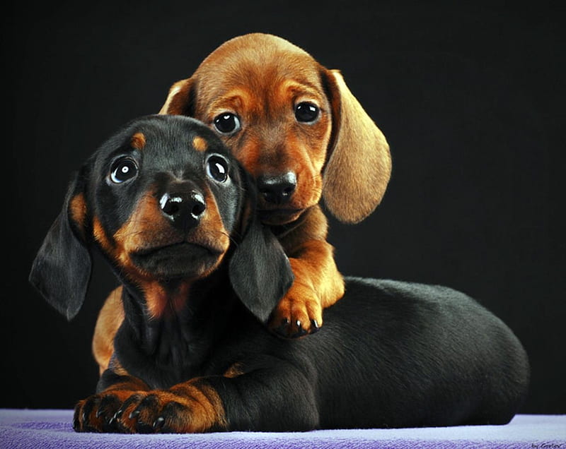 Cutest dogs, loyal, puppy, animal, dog, HD wallpaper