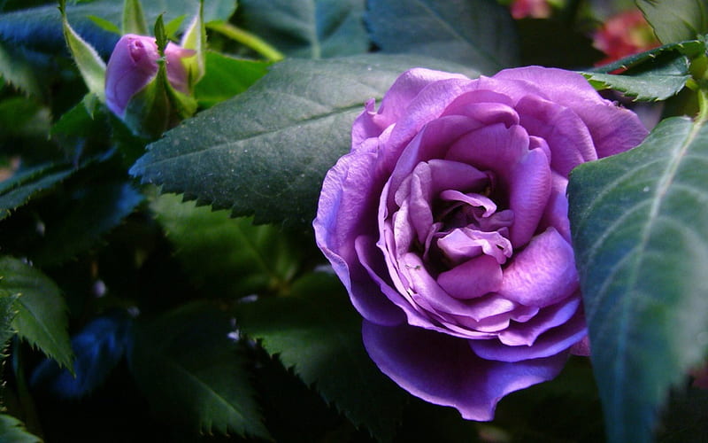 Hermosa rosa púrpura, flores, naturaleza, rosas, púrpura, Fondo de