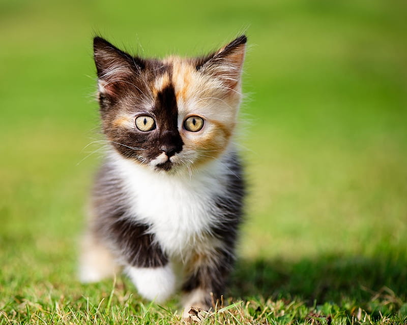 Pretty Kitten, pretty, grass, ground, cat, kitten, animal, HD wallpaper ...