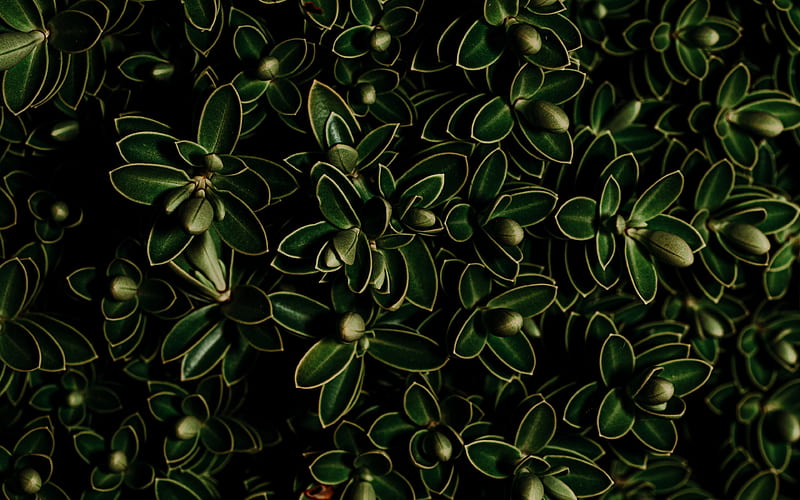 green leaves texture, background with green leaves, natural texture, natural background, green eco background, HD wallpaper