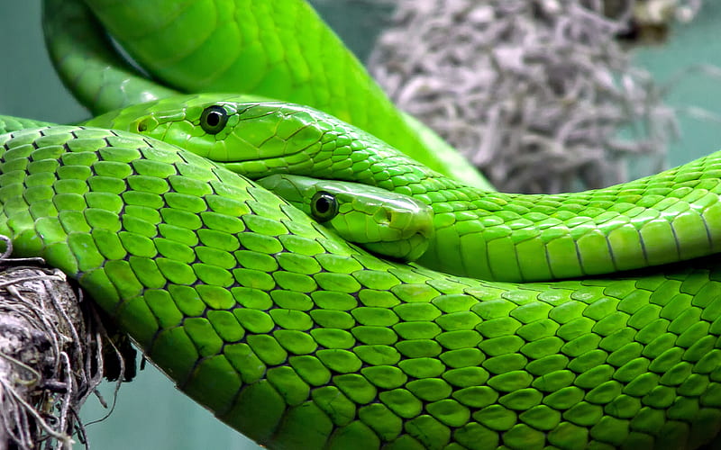 Green mamba snakes, mamba, Dendroaspis angusticeps, HD wallpaper