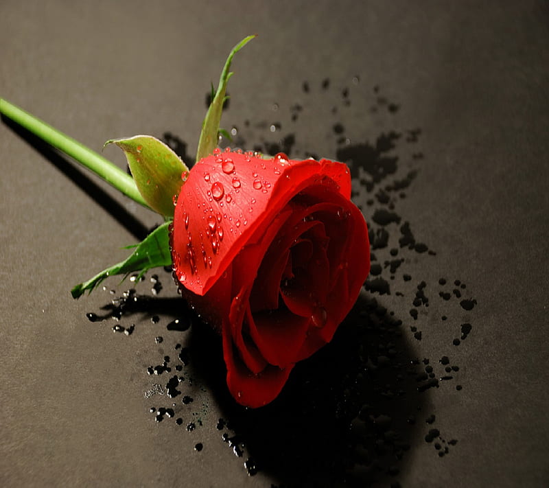 Beautiful Rose, cute, flower, love, nature, new, nice, sweet, HD wallpaper  | Peakpx