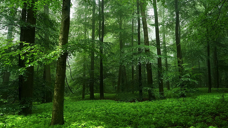 Green Trees Bushes Plants Forest With Fog Nature, HD wallpaper | Peakpx