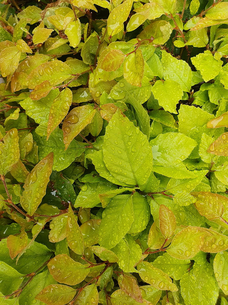 bushes, leaves, drops, wet, HD phone wallpaper