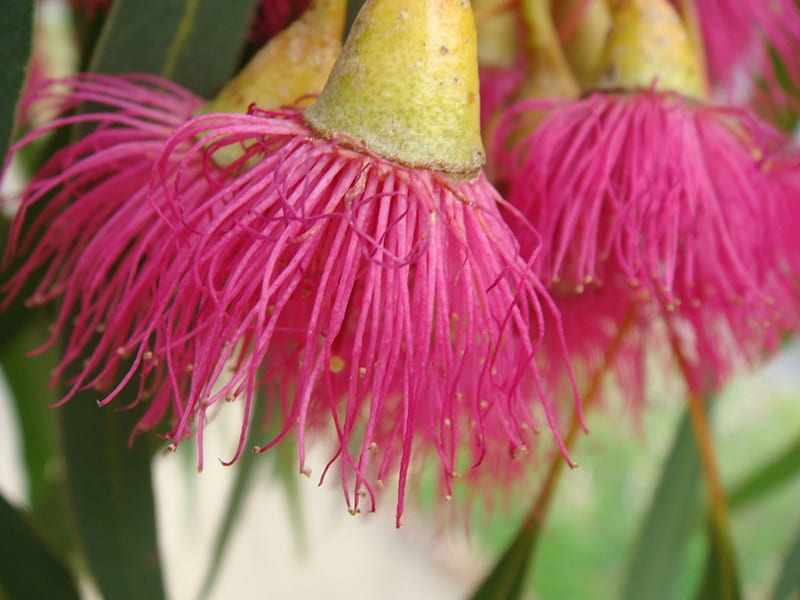 Eucalyptus flowers, australia, native tree, pink, HD wallpaper