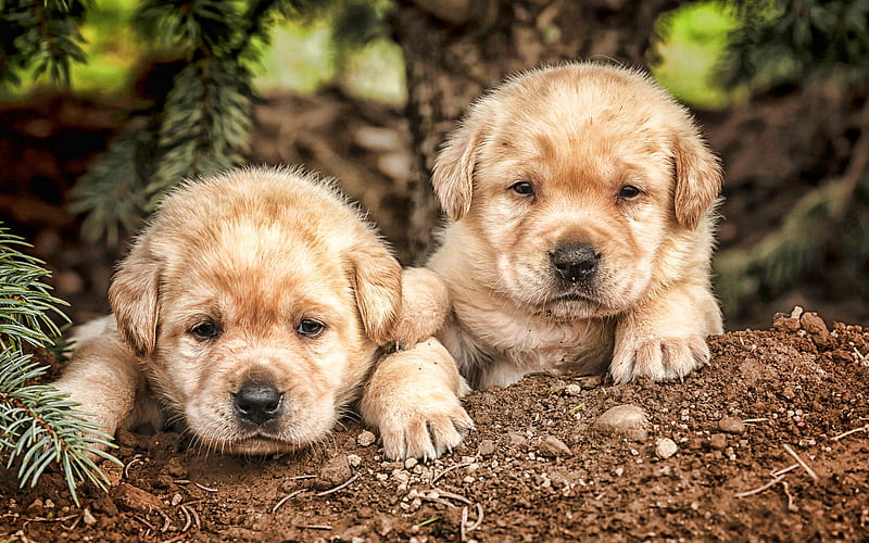 small labradors, pets, puppies, retrievers, small puppies, twins, golden retriever, cute animals, R, HD wallpaper