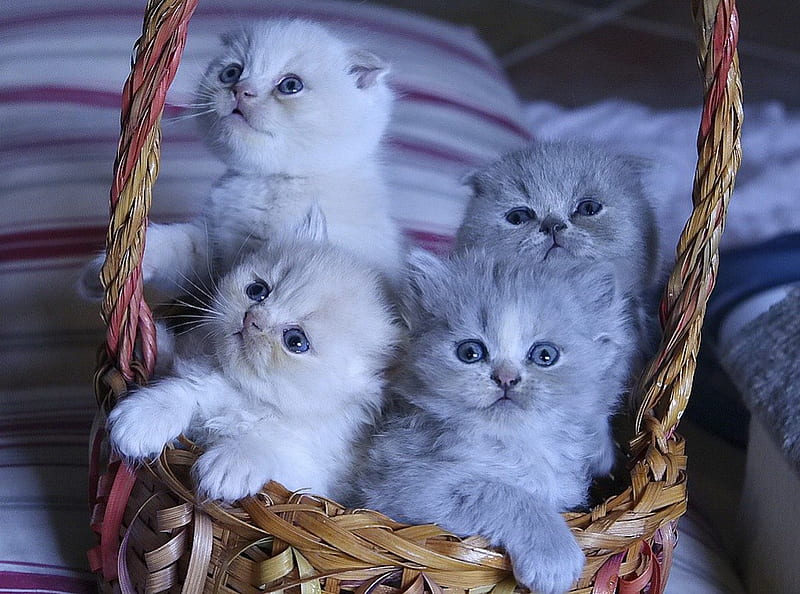 Kittens in basket, pretty, lovely, fluffy, home, kittens, bonito, adorable, pets, sweet, cute, nice, basket, gris, kitties, cats, friends, HD wallpaper