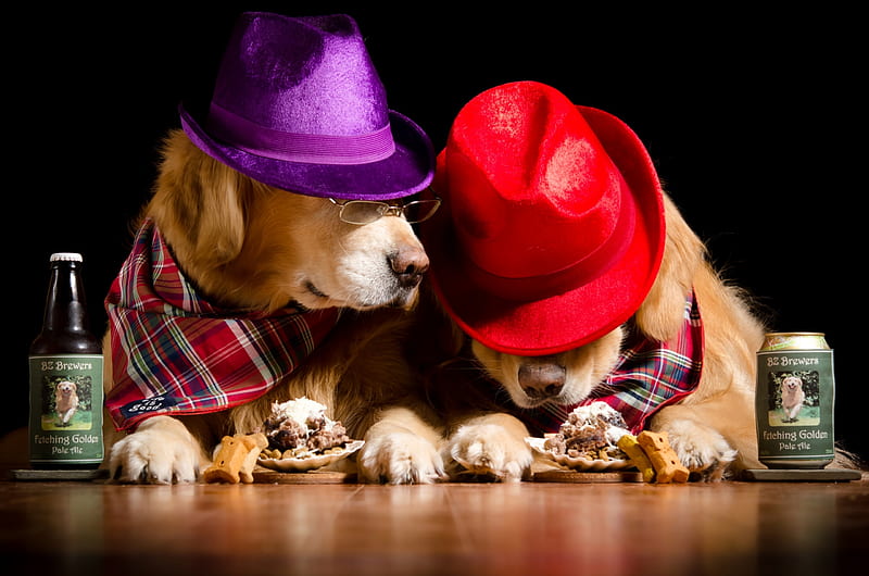 Let's go home!, red, caine, black, golden retriever, situation, animal, hat, purple, drink, funny, beer, couple, dog, HD wallpaper
