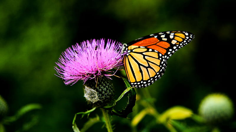 Monarch Butterfly on Thistle Blossom beautiful, thistle, floral, animal, graphy, blossom, butterfly, wide screen, wildlife, flower, Monarch, HD wallpaper