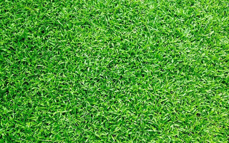 green grass texture, close-up, green backgrounds, grass textures, green grass, macro, grass from top, grass backgrounds, HD wallpaper