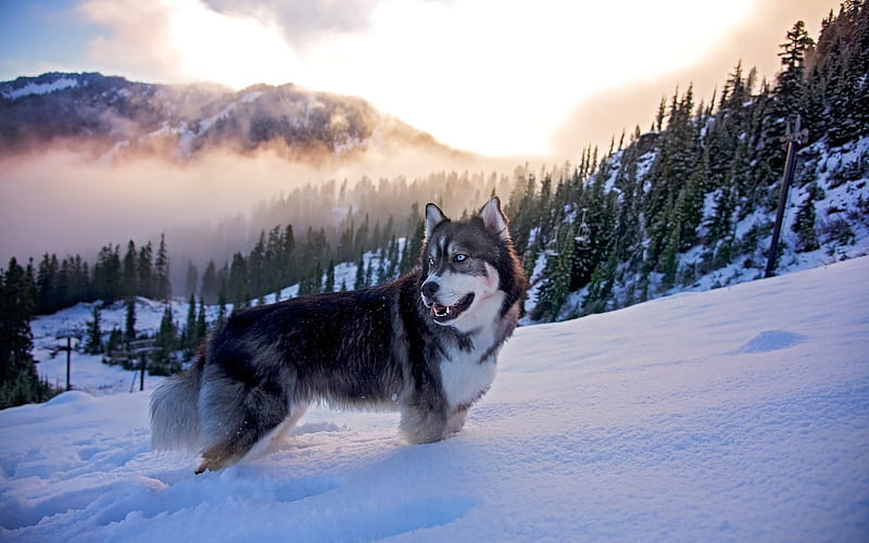 Husky Dog, winter, pets, Husky, cute animals, Siberian Husky, dogs, HD wallpaper