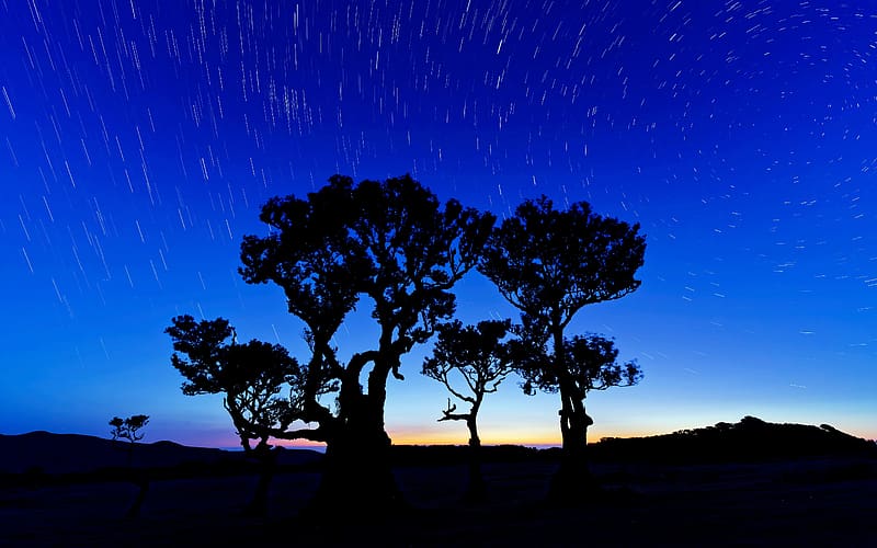 Star trails Night sky Trees Fanal Madeira Portugal, HD wallpaper