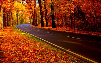 FOR A PLEASANT RIDE!, forest, autumn, road, heavenly, HD wallpaper | Peakpx