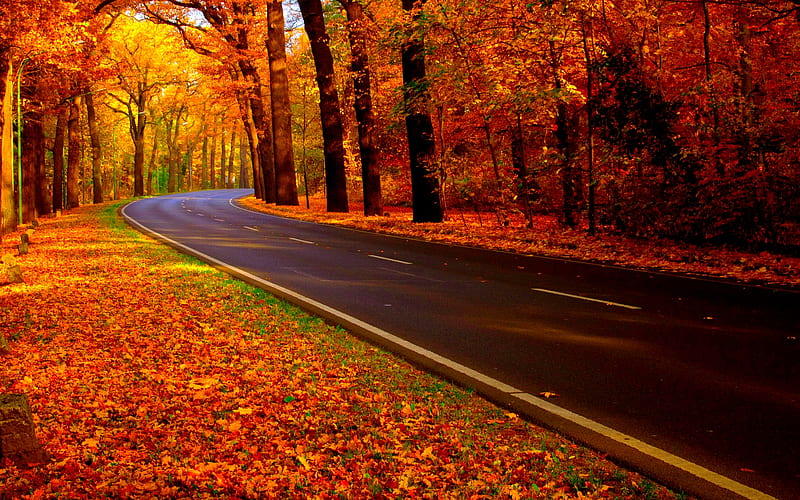 FOR A PLEASANT RIDE!, forest, autumn, road, heavenly, HD wallpaper