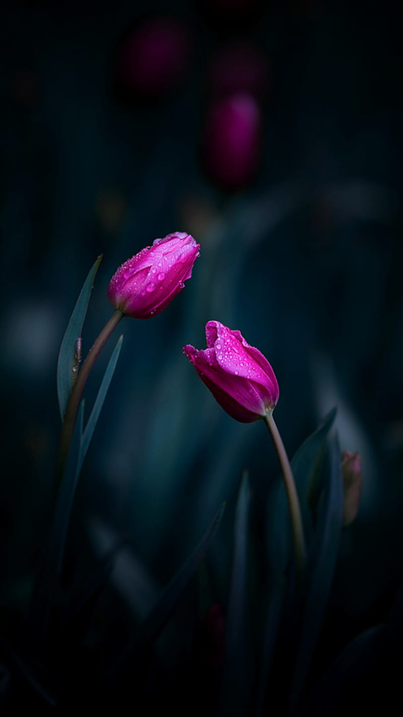 Pink Tulips, HD phone wallpaper