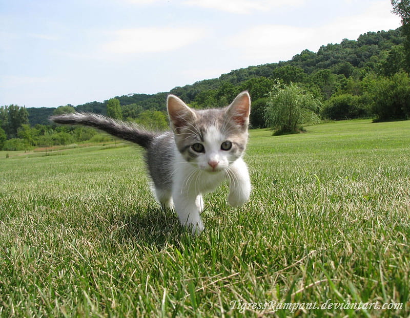 Kat, running, cute animal, cat, animal, HD wallpaper