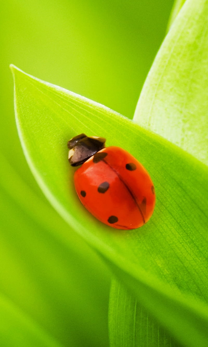 Lady Bug, bug, insect, lady, leaf, nature, HD phone wallpaper